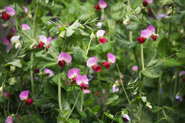 エンドウ スナップエンドウの花 の写真素材 イラスト素材 アマナイメージズ