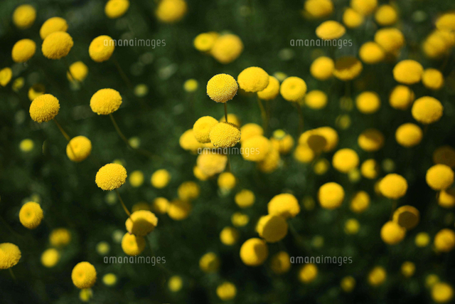 ペンツィアの黄色くて丸い花 の写真素材 イラスト素材 アマナイメージズ