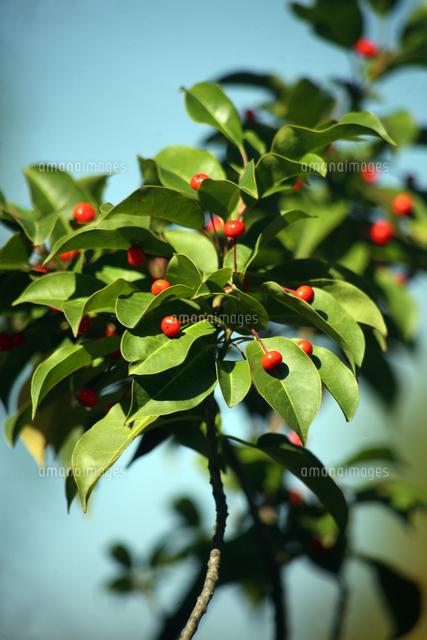 赤く染まったソヨゴの実 の写真素材 イラスト素材 アマナイメージズ