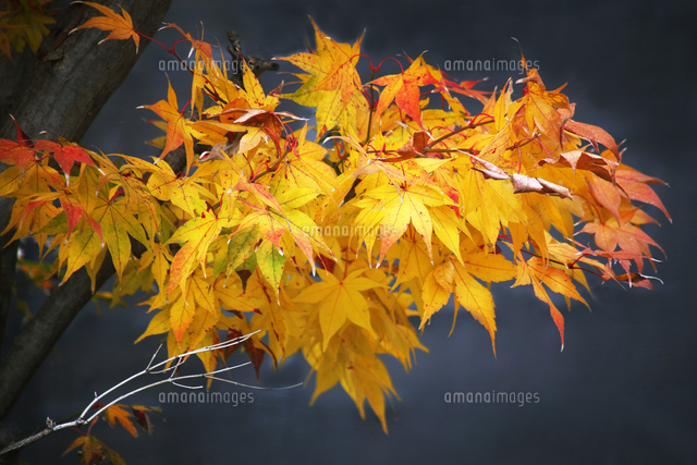 初冬に出会ったオオモミジの黄葉 の写真素材 イラスト素材 アマナイメージズ