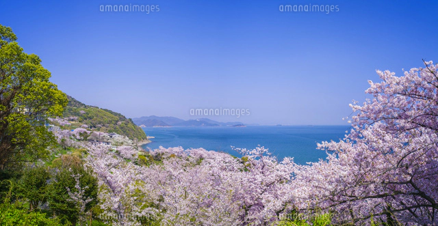 赤穂御崎より桜と瀬戸内海を望む[10190000824]の写真・イラスト素材