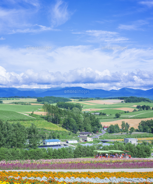 北海道 美瑛町点景 花畑と十勝岳連峰 の写真素材 イラスト素材 アマナイメージズ