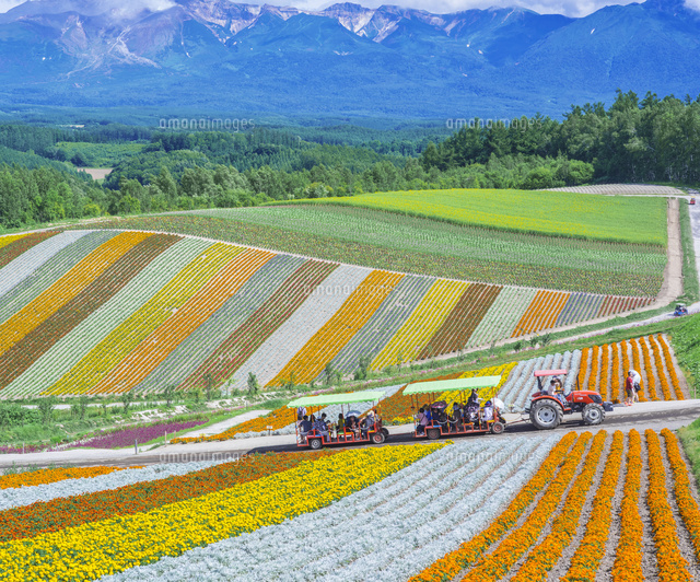 北海道 美瑛町点景 花畑と十勝岳連峰 の写真素材 イラスト素材 アマナイメージズ