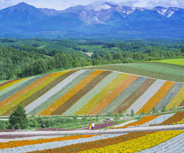 北海道 美瑛町点景 花畑と十勝岳連峰 の写真素材 イラスト素材 アマナイメージズ