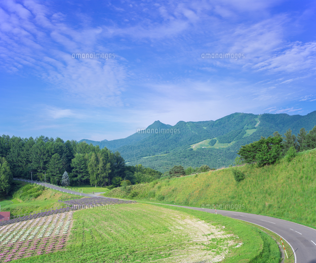 北海道 自然 風景 田園風景と道と青空[10190001351]の写真・イラスト