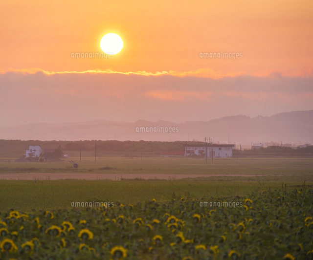 北海道 自然 風景 美瑛 丘の夕暮れ[10190001618]の写真・イラスト素材