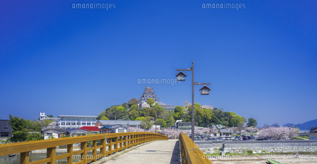 佐賀県 桜 唐津城 舞鶴公園 の写真素材 イラスト素材 アマナイメージズ