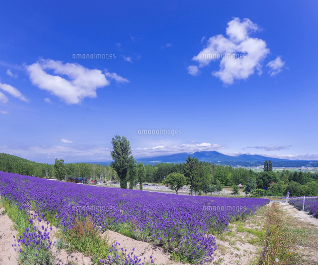 北海道 自然 風景 富良野ラベンダー畑[10190002375]の写真・イラスト