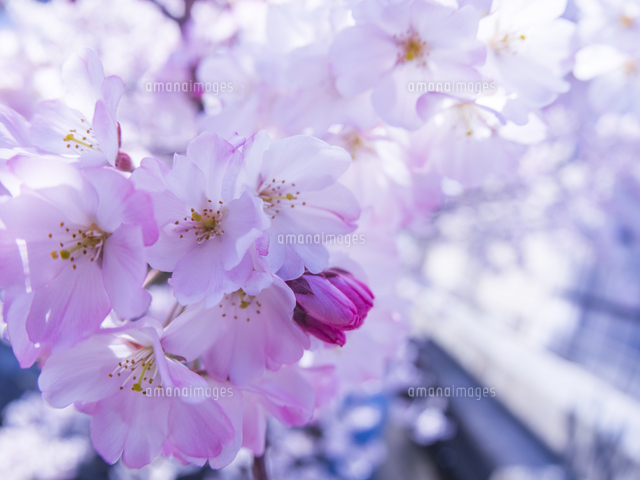 春 満開桜アップ背景[10190004394]の写真・イラスト素材｜アマナイメージズ