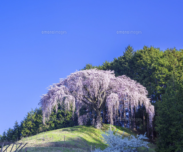【値下げしました】油彩画 桜の丘の風景 値下げしました】油彩画 桜の丘の風景 絵画