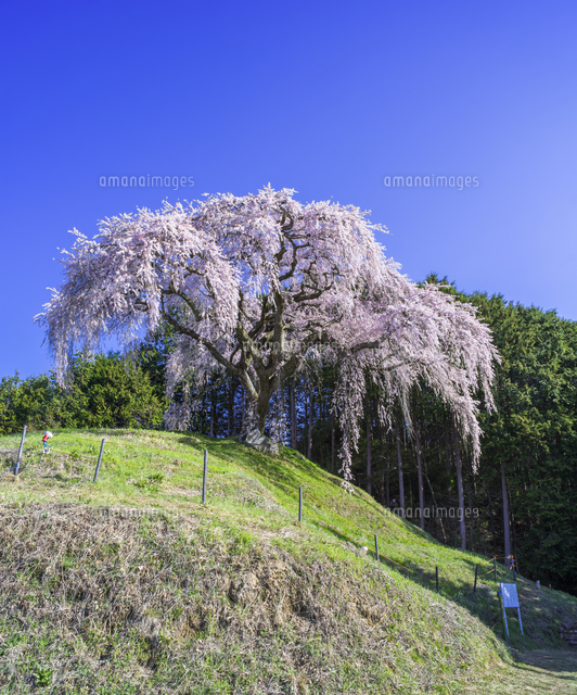 楽天市場】「桜並木」岩下 F6サイズ油彩画（油絵）日本風景画