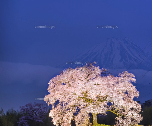 山梨県 風景 夕暮れの一本桜と富士山 王仁(わに)塚の桜