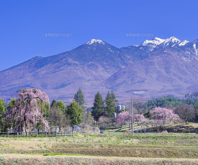 山梨県 風景 神田(しんでん)の大イトザクラと八ヶ岳遠望[10190004859