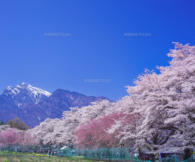 山梨県 風景 山高神代(やまたか じんだい)桜 日本三大桜 天然