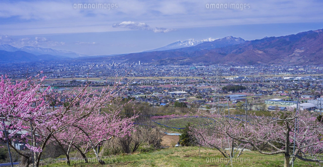 山梨県 風景 甲州蚕影(こうしゅうこかげ)桜 八ヶ岳遠望 八代(やつしろ