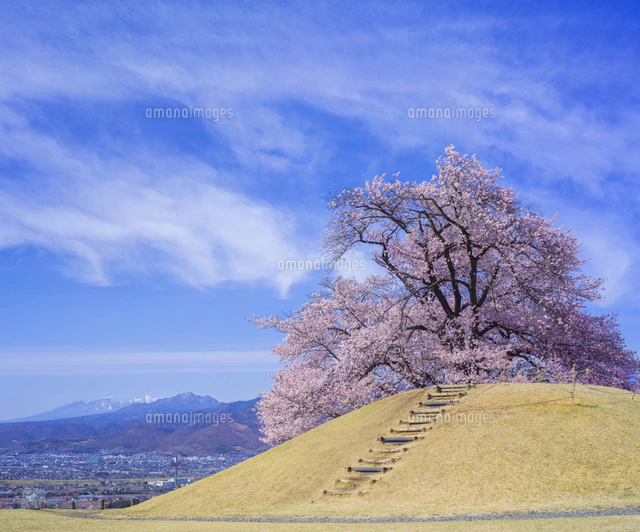 山梨県 風景 甲州蚕影(こうしゅうこかげ)桜 八ヶ岳遠望 八代(やつしろ