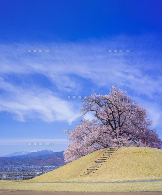 立体アート3点 額縁1点 虎 山の風景 桜風景 cc746 【公式通販】