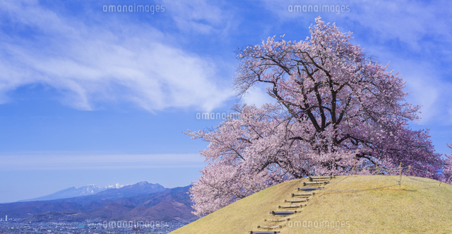 山梨県 風景 甲州蚕影(こうしゅうこかげ)桜 八ヶ岳遠望 八代(やつしろ