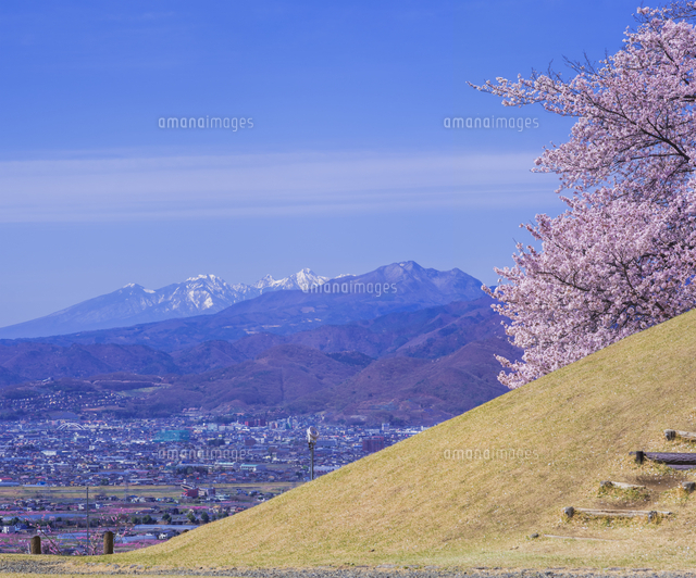 山梨県 風景 甲州蚕影(こうしゅうこかげ)桜 八ヶ岳遠望 八代(やつしろ