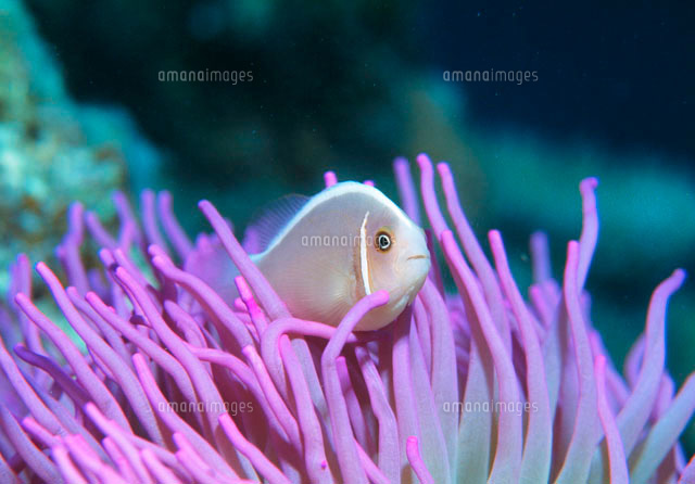 ハナビラクマノミとイソギンチャク の写真素材 イラスト素材 アマナイメージズ