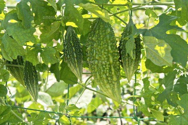 畑のゴーヤ の写真素材 イラスト素材 アマナイメージズ