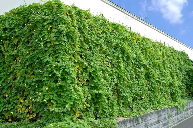 ゴーヤの緑のカーテン の写真素材 イラスト素材 アマナイメージズ