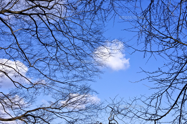 枯木と青空と雲 の写真素材 イラスト素材 アマナイメージズ 枯木と青空と雲 の写真素材 イラスト素材 アマナイメージズ