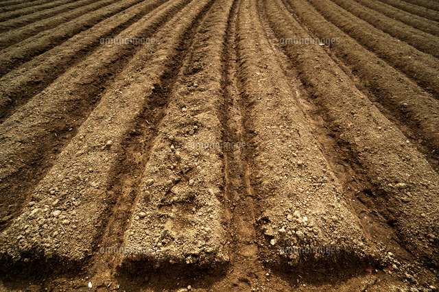 畑の畝 の写真素材 イラスト素材 アマナイメージズ 畑の畝 の写真素材 イラスト素材 アマナイメージズ