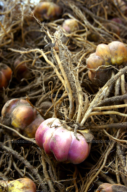 カサブランカの球根[10194009555]の写真・イラスト素材｜アマナイメージズ