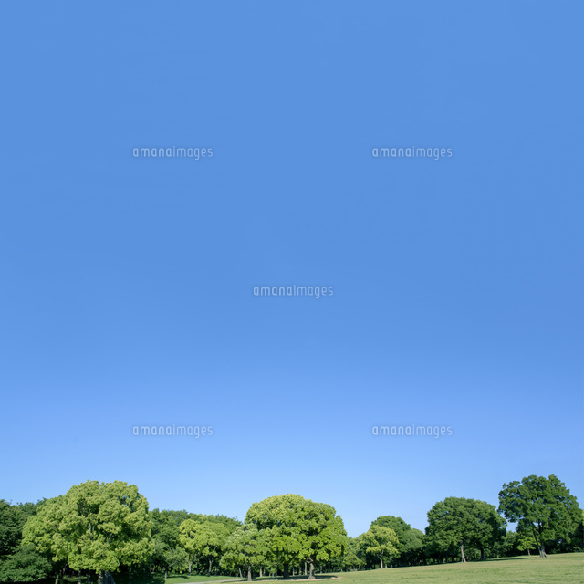 青空と新緑の木立ち[10194010476]の写真・イラスト素材｜アマナイメージズ