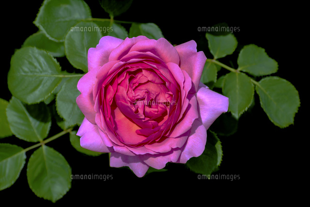 バラ プリンセス アレキサンドラ オブ ケント の写真素材 イラスト素材 アマナイメージズ