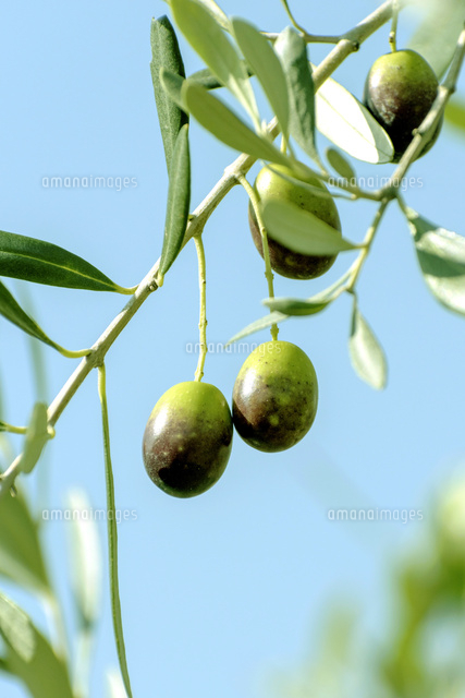 オリーブの実 の写真素材 イラスト素材 アマナイメージズ オリーブの実 の写真素材 イラスト素材 アマナイメージズ