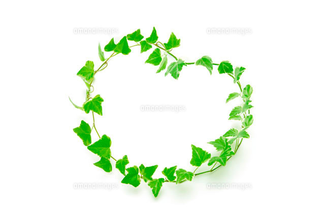 アイビーのハートの輪 の写真素材 イラスト素材 アマナイメージズ