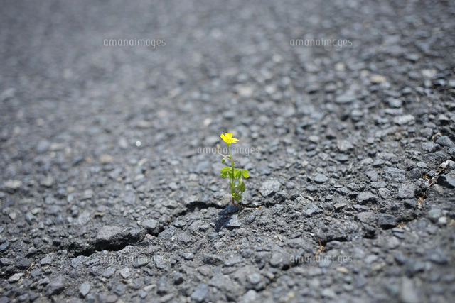 ブナの若葉と葉影 の写真素材 イラスト素材 アマナイメージズ ブナの若葉と葉影 の写真素材 イラスト素材 アマナイメージズ