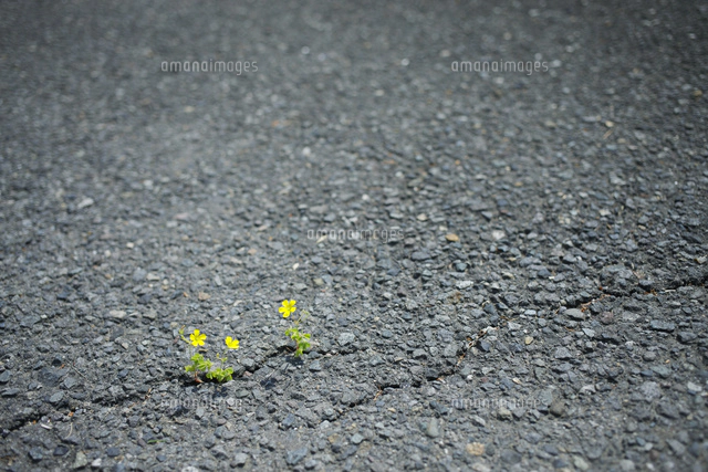 アスファルトに咲く花 の写真素材 イラスト素材 アマナイメージズ アスファルトに咲く花 の写真素材 イラスト素材 アマナイメージズ