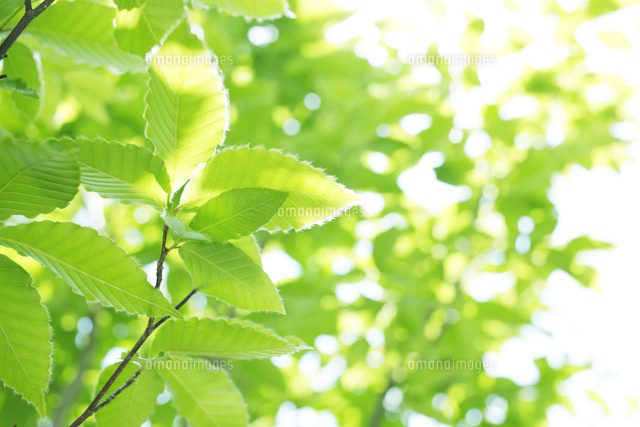 ブナの若葉と光 の写真素材 イラスト素材 アマナイメージズ ブナの若葉と光 の写真素材 イラスト素材 アマナイメージズ