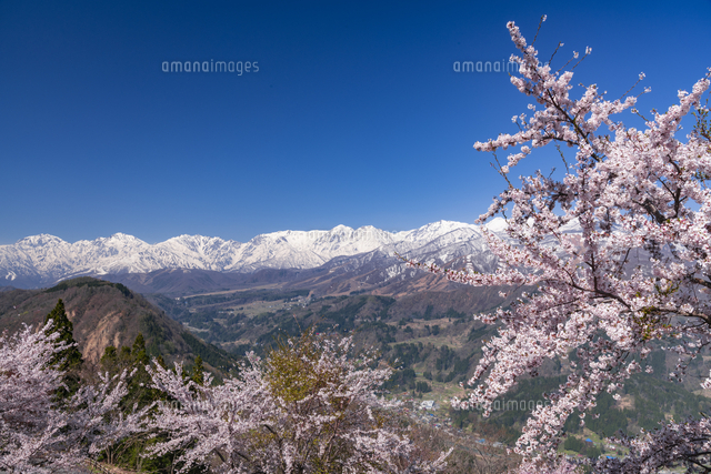 眺望の郷の桜と北アルプス の写真素材 イラスト素材 アマナイメージズ
