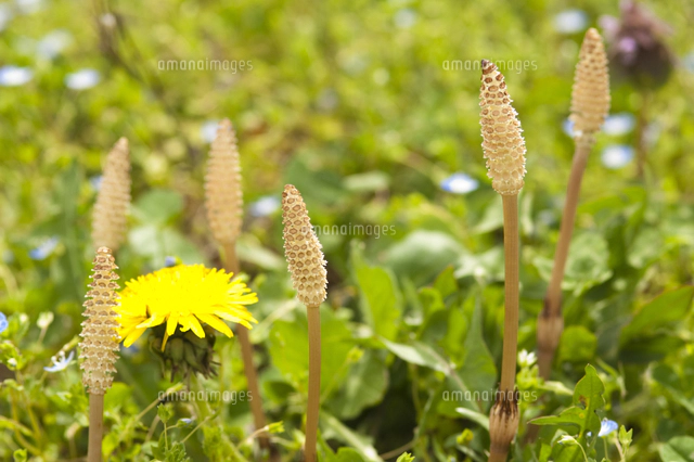 つくしとたんぽぽ[10201003759]の写真・イラスト素材｜アマナイメージズ