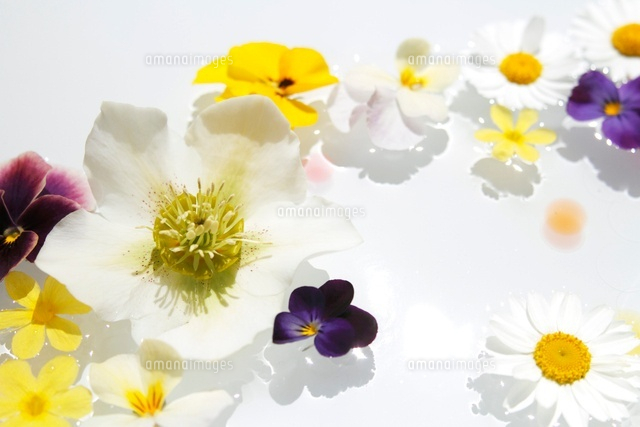 水の上に浮かぶ花 の写真素材 イラスト素材 アマナイメージズ
