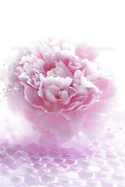 ピンクの芍薬の花と透明のゼリー の写真素材 イラスト素材 アマナイメージズ ピンクの芍薬の花と透明のゼリー の写真素材 イラスト素材 アマナイメージズ