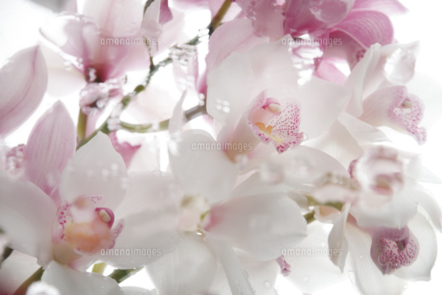 白い背景のピンクと白のシンビジュームの花 の写真素材 イラスト素材 アマナイメージズ