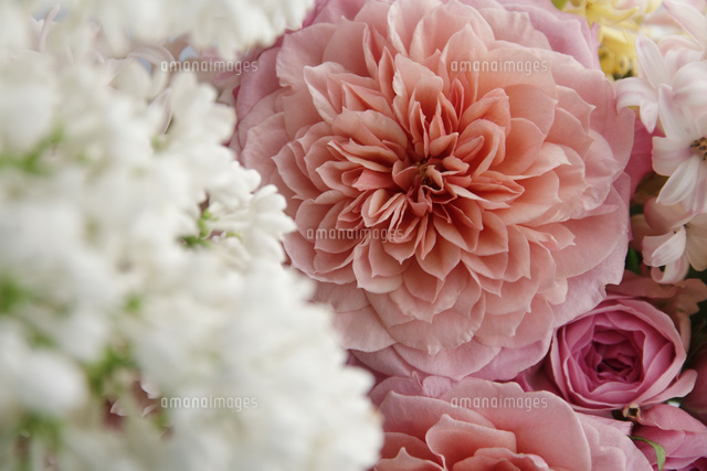 ピンクのバラといろんな種類の花 の写真素材 イラスト素材 アマナイメージズ
