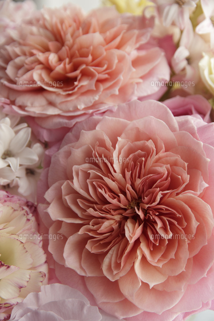 ピンクのバラといろんな種類の花 の写真素材 イラスト素材 アマナイメージズ ピンクのバラといろんな種類の花 の写真素材 イラスト素材 アマナイメージズ