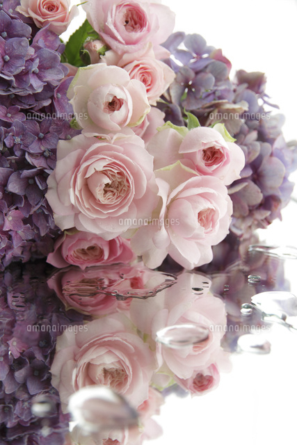 水滴のついたピンクのバラと紫色のアジサイのアレンジメント の写真素材 イラスト素材 アマナイメージズ