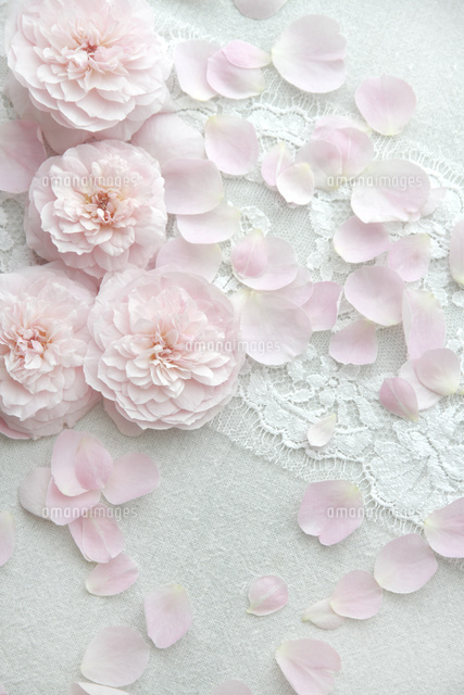 布の上一面のバラの花と花びら[10202000552]の写真・イラスト素材