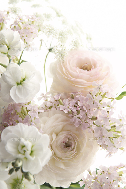 いろんな種類の花 の写真素材 イラスト素材 アマナイメージズ いろんな種類の花 の写真素材 イラスト素材 アマナイメージズ