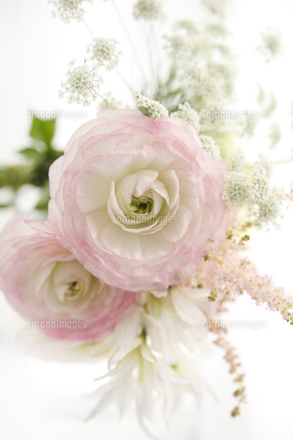 パステルピンクのラナンキュラスとアスチルべとリューココリーネの花束 の写真素材 イラスト素材 アマナイメージズ