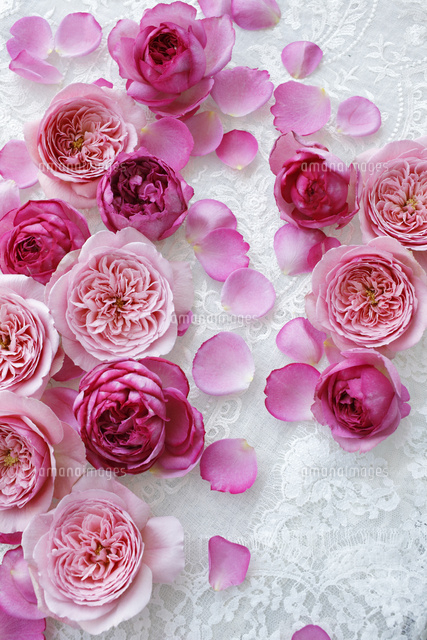 レースの上のたくさんのバラの花 の写真素材 イラスト素材 アマナイメージズ