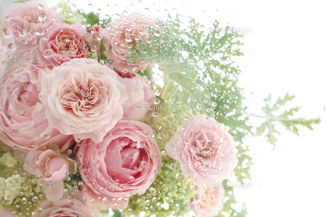 水滴とたくさんのピンクのバラの花 の写真素材 イラスト素材 アマナイメージズ