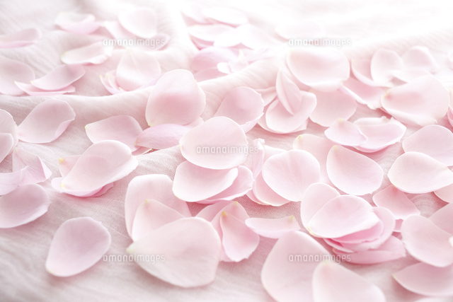 ピンクの布の上に散らばるたくさんのバラの花びら[10202000862 ピンクの布の上に散らばるたくさんのバラの花びら[10202000862